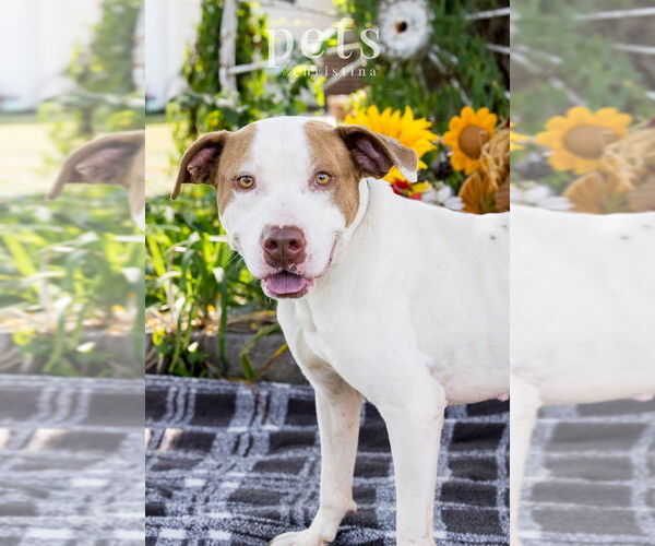 Medium Photo #2 Staffordshire Bull Terrier-Unknown Mix Puppy For Sale in Foristell, MO, USA