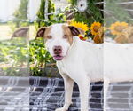 Small #1 Staffordshire Bull Terrier Mix
