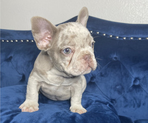 French Bulldog Puppy for sale in ANCHORAGE, AK, USA