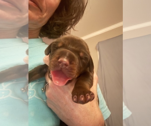 Medium Photo #3 Doberman Pinscher Puppy For Sale in MACOMB TOWNSHIP, MI, USA