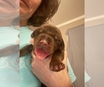 Small Photo #4 Doberman Pinscher Puppy For Sale in MACOMB TOWNSHIP, MI, USA
