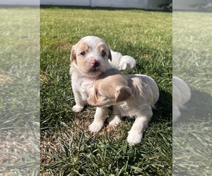 Maltese-Poodle (Standard) Mix Puppy for sale in COEUR D ALENE, ID, USA