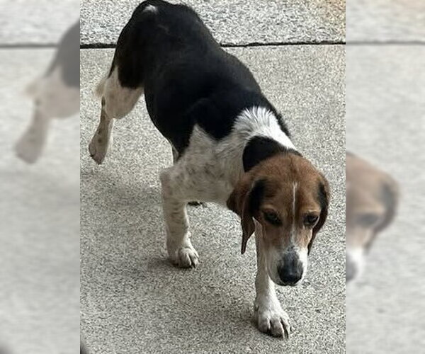 Medium Photo #3 Beagle Puppy For Sale in Rustburg, VA, USA
