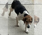 Small #2 Beagle