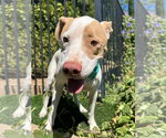 Small Photo #3 American Pit Bull Terrier-Unknown Mix Puppy For Sale in Redlands, CA, USA