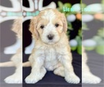 Puppy Liesl Australian Labradoodle