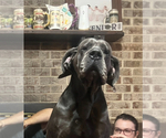 Small Photo #33 Great Dane Puppy For Sale in SAND SPRINGS, OK, USA