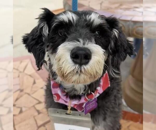 Medium Photo #1 Mutt Puppy For Sale in San Diego, CA, USA