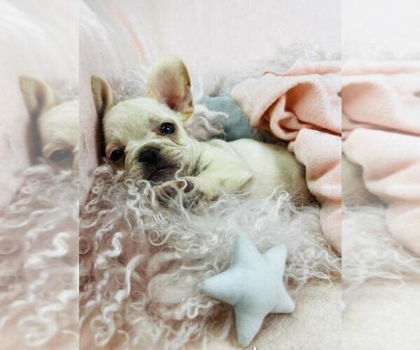 Medium Photo #7 French Bulldog Puppy For Sale in BOCA RATON, FL, USA