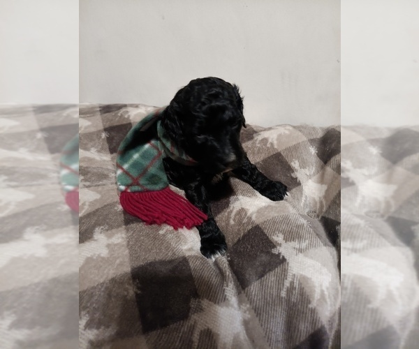 Medium Photo #2 Springerdoodle Puppy For Sale in MONTELLO, WI, USA