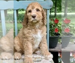 Small Photo #3 Saint Berdoodle Puppy For Sale in PAW PAW, MI, USA