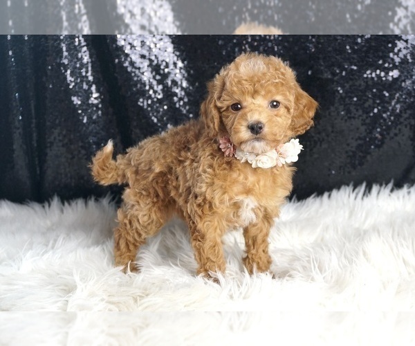 Medium Photo #37 Poodle (Toy) Puppy For Sale in WARSAW, IN, USA
