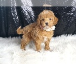 Small #4 Poodle (Toy)