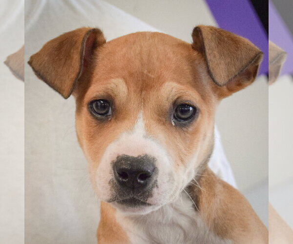 Medium Photo #5 Jack Russell Terrier-Unknown Mix Puppy For Sale in Huntley, IL, USA