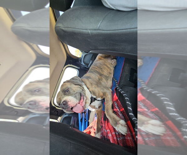 Medium Photo #14 Bullboxer Pit Puppy For Sale in Evansville, IN, USA