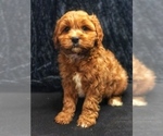 Small Photo #3 Cavapoo Puppy For Sale in BOWLING GREEN, KY, USA
