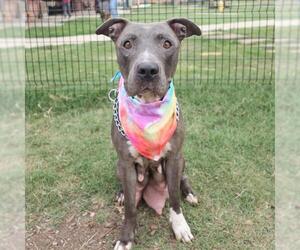 American Staffordshire Terrier Dogs for adoption in San Antonio, TX, USA
