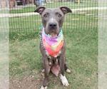 Small American Staffordshire Terrier