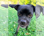 Small Pug Mix