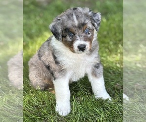 Australian Shepherd Puppy for sale in ROCK STREAM, NY, USA