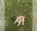 Small #1 Collie Mix