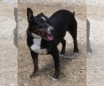 Small Rottweiler Mix