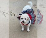 Small #2 Mutt