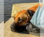 Small #8 Fila Brasileiro