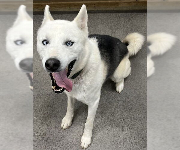 Medium Photo #1 Siberian Husky Puppy For Sale in Forestville, MD, USA