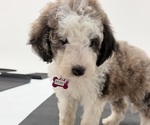 Small #11 Sheepadoodle