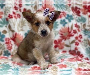Texas Heeler Puppy for sale in LAKELAND, FL, USA