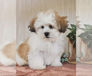 Zuchon Puppy for sale in WOLCOTTVILLE, IN, USA