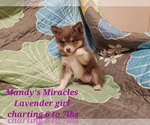 Small Photo #1 Pomsky Puppy For Sale in DALLAS, NC, USA