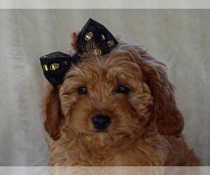 Cavapoo-Poodle (Miniature) Mix Puppy for sale in LIBERTY, KY, USA