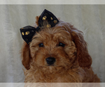 Image preview for Ad Listing. Nickname: Bingo
