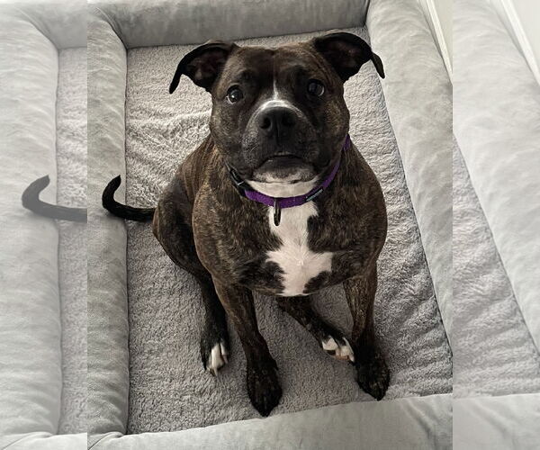 Medium Photo #2 Boxer-Unknown Mix Puppy For Sale in Gates Mills, OH, USA