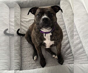 Izzy - Female Boxer-Unknown Mix Dog for Adoption - Photo #2
