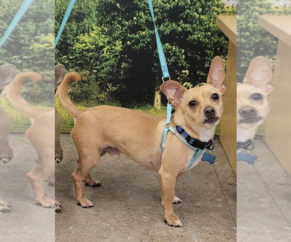 Medium Photo #1 Chihuahua Puppy For Sale in Dana Point, CA, USA