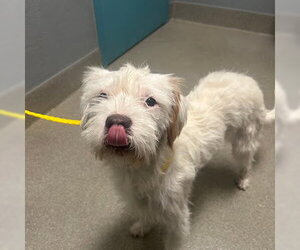 Mutt Dogs for adoption in Las Vegas, NV, USA