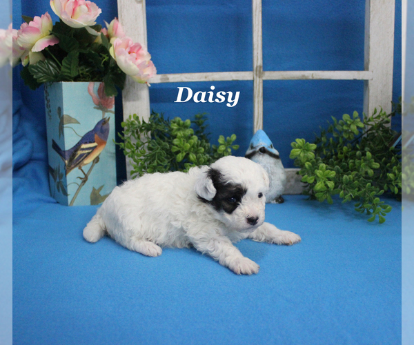 Medium Photo #13 Poodle (Toy) Puppy For Sale in CHANUTE, KS, USA