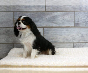 Father of the Cavalier King Charles Spaniel puppies born on 02/02/2024