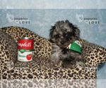 Small #8 Poodle (Toy)