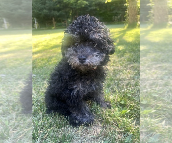 Medium Photo #3 Poodle (Miniature) Puppy For Sale in DURHAM, CT, USA