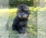 Small #2 Poodle (Miniature)
