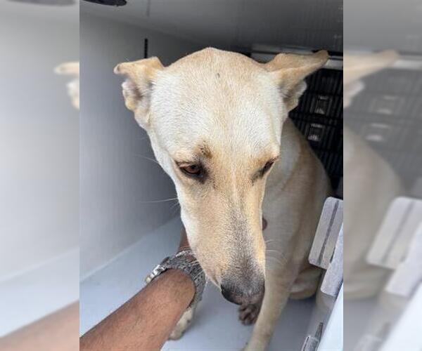 Medium Photo #1 Labsky Puppy For Sale in Houston, TX, USA