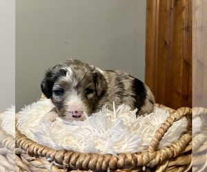 Aussiedoodle Miniature  Puppy for sale in KNOB NOSTER, MO, USA