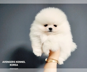 Pomeranian Puppy for sale in Ansan-si, Gyeonggi-do, Korea, South