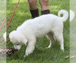 Small #1 Great Pyrenees