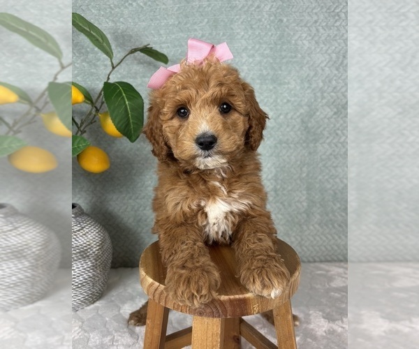 Medium Photo #2 Goldendoodle (Miniature) Puppy For Sale in FRANKLIN, IN, USA
