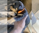Small Photo #36 Rottweiler Puppy For Sale in RICHLAND, GA, USA